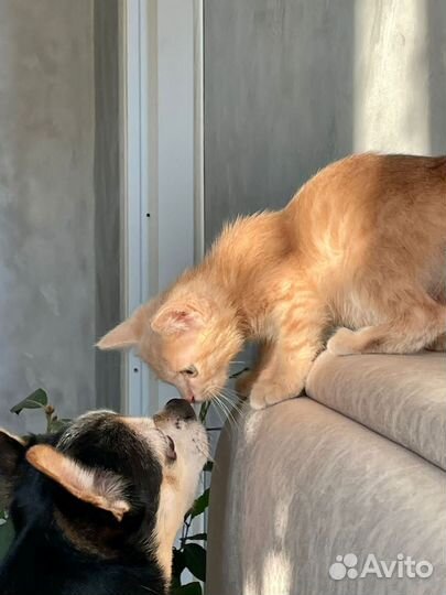 Котенок 2 мес