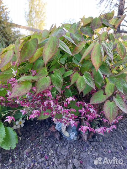 Примула горянка гвоздика французская ромашка др-2