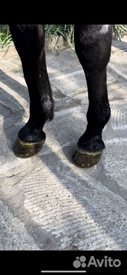 Ковка чистка копыт