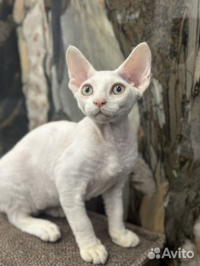 Замурчательный шикарный кот