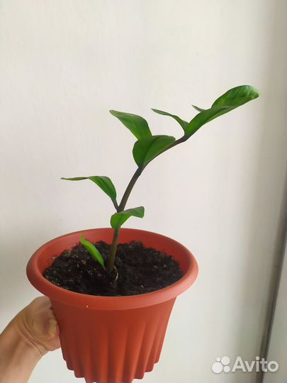 Замиокулькас замиелистный