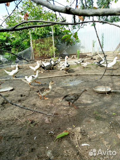 Мускусные утки, цесарки