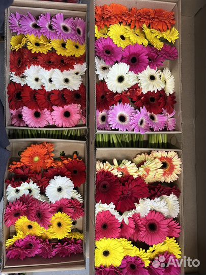 Герберы оптом