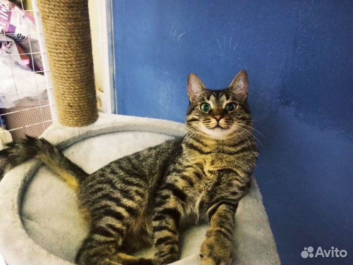 Очень добрый и ласковый котик ждет свою семью