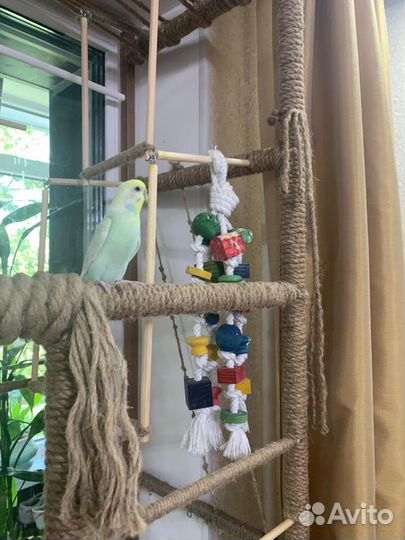 Стенд для попугая