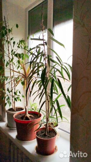 Цветок фикус али