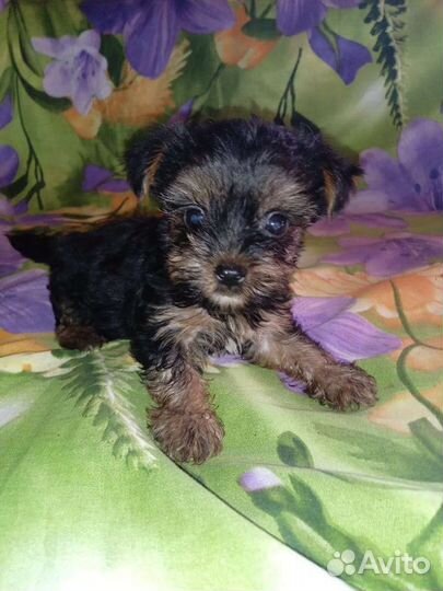 Йоркширский терьер