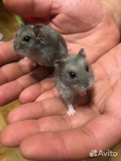 Милые, ручные хомяки бесплатно