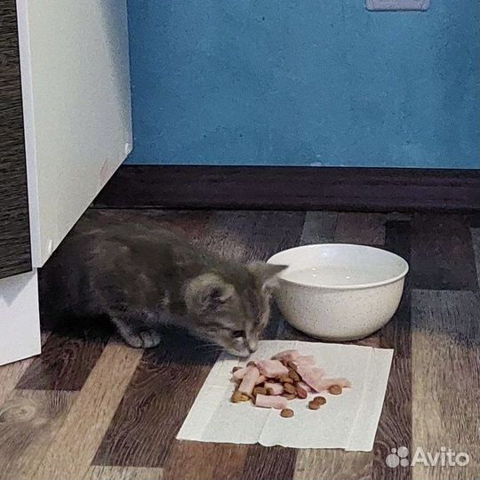 Ласковый котёнок В добрые руки