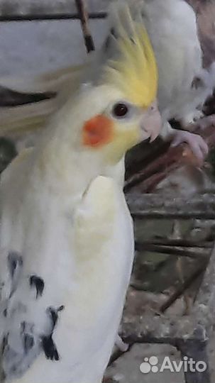 Попугай корелла птенец