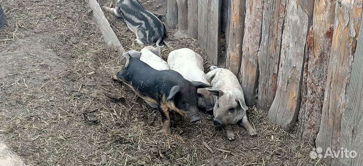 Поросята Венгерской Мангалицы