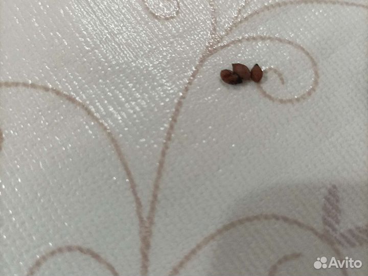 Семена - орешки шишек