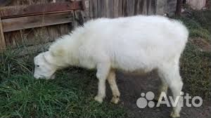 Козел для вязки