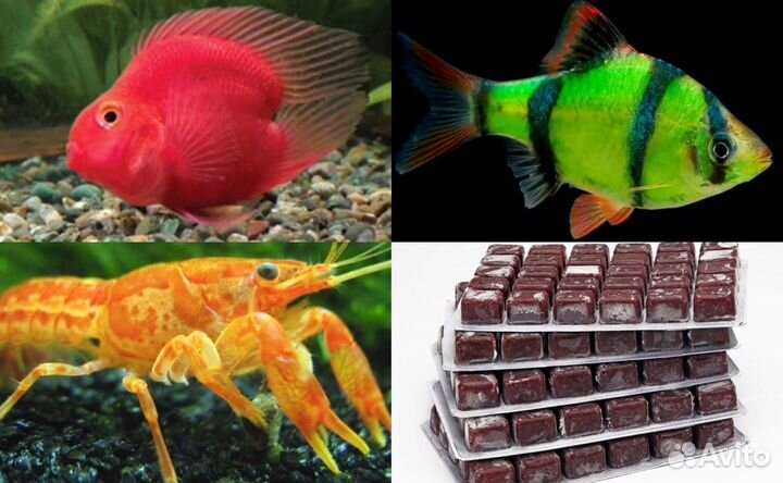 Цихлиды Цихлозомы Барбусы Мотыль Артемия Циклоп