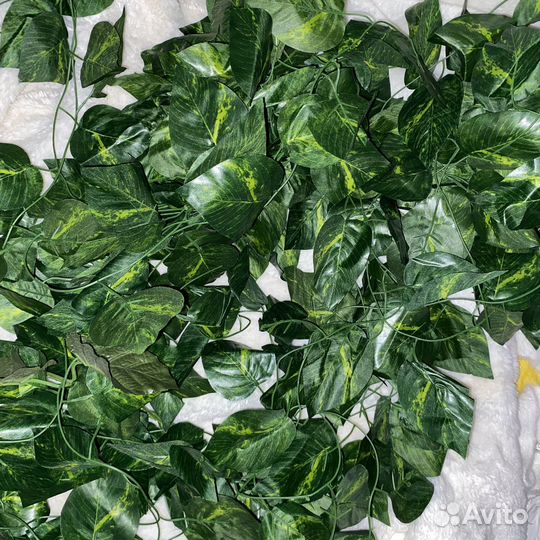 Комнатные лианы