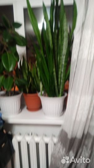 Продам цветы комнатные