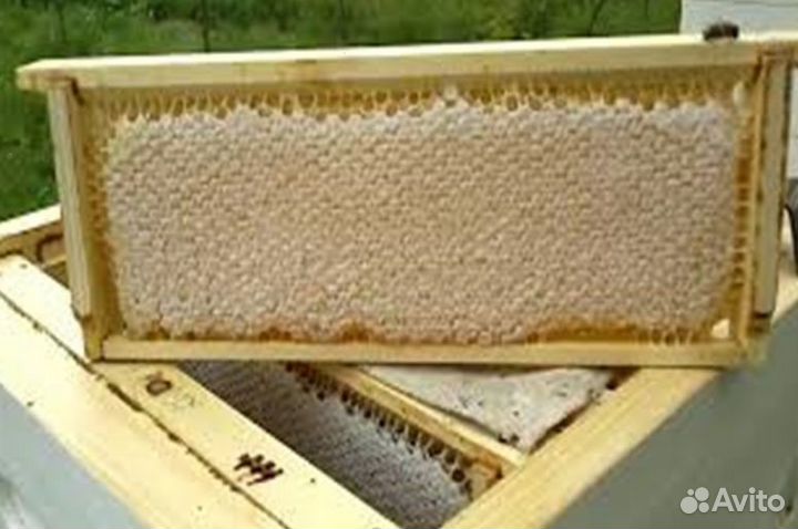 Мед натуральный опт