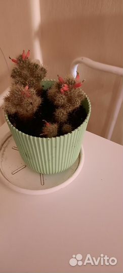 Кактусы, 2 горшка