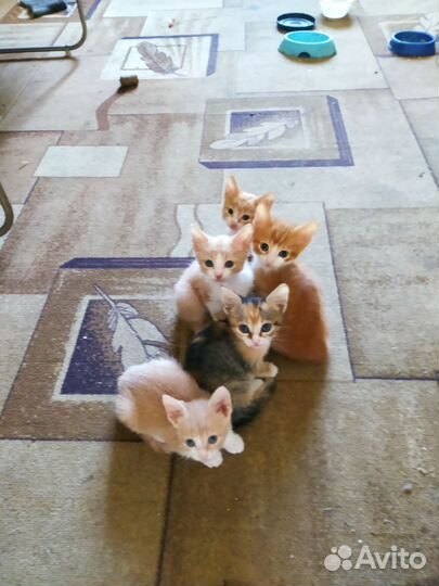Домашние животные котята рыжии