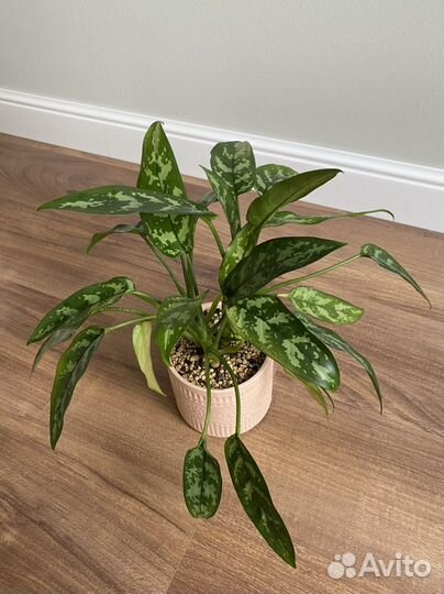 Аглаонема Maria