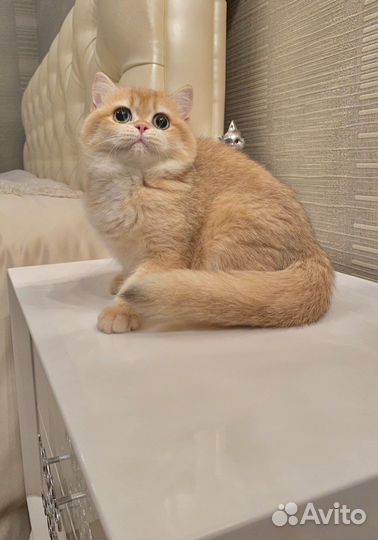 Прекрасные золотые британские малыши