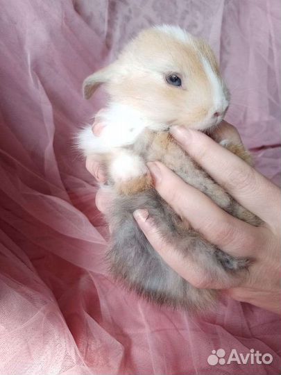 Декоративные карликовые кролики