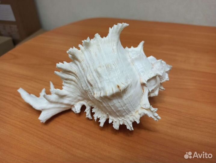 Морская раковина