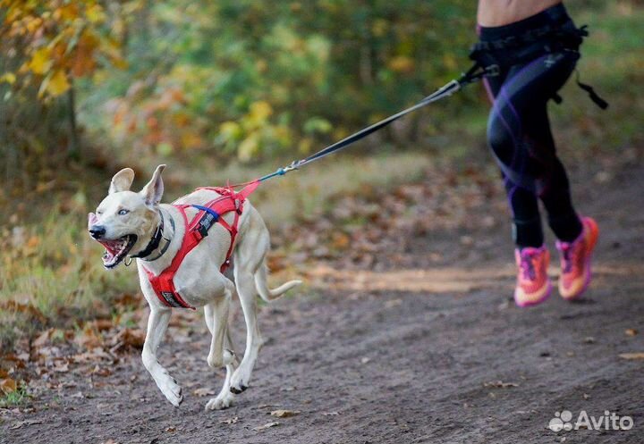 Шлейка и потяг для каникроса