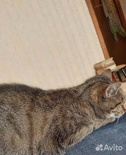 Отдаем кошку в добрые руки