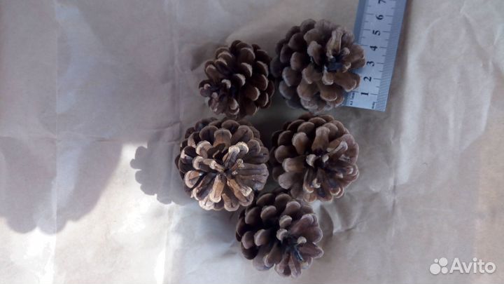 Шишки для декора