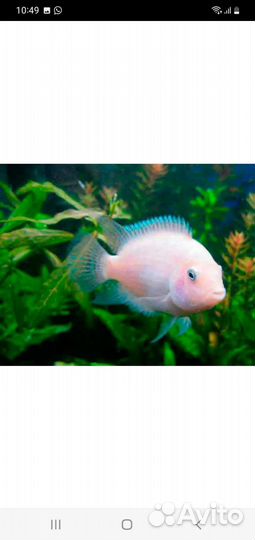 Аквариумные рыбки