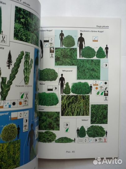 Т.Н. Встовская Декоративные формы клена рекоменду