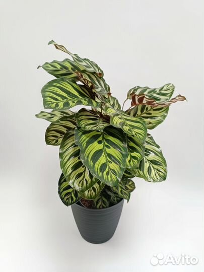 Калатея Макоя