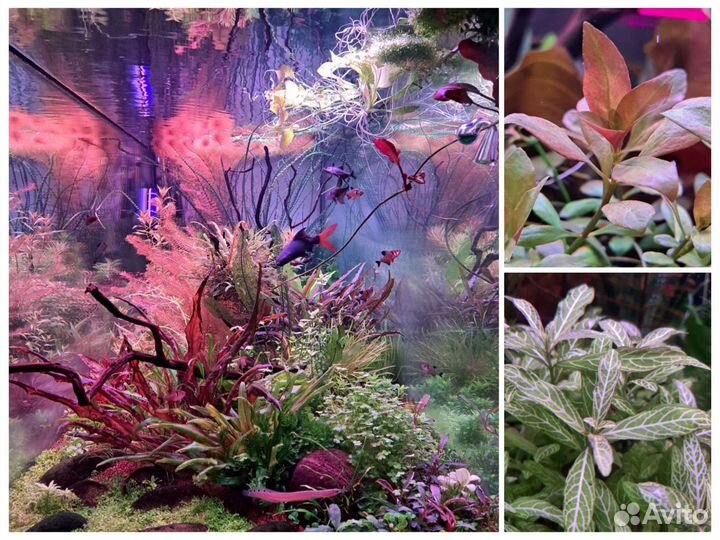 Аквариумные растения