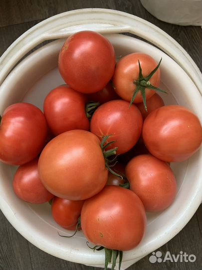 Помидоры с куста, домашние, свежие