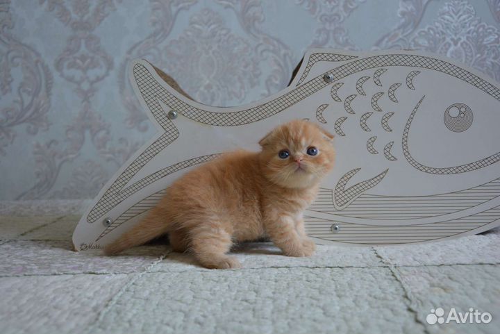 Шотландская вислоухая