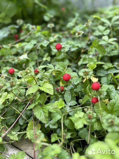 Земляника декоративная(почвопокровник душенея)