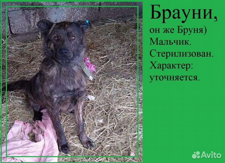 Собака в добрые руки отдам бесплатно