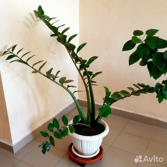 Замиокулькас