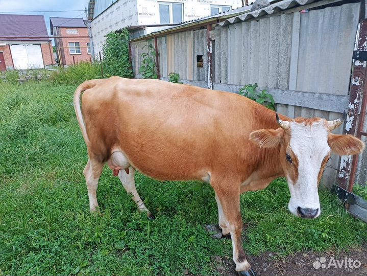 Сельхоз животные