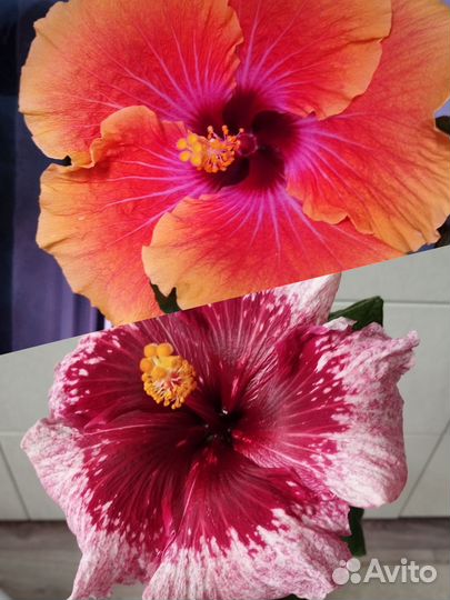 Семена сортового гибискуса