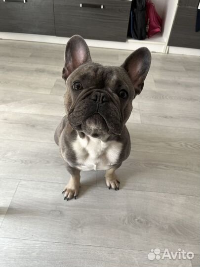 Французский бульдог кабель вязка