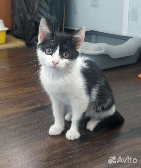 Котенок девочка