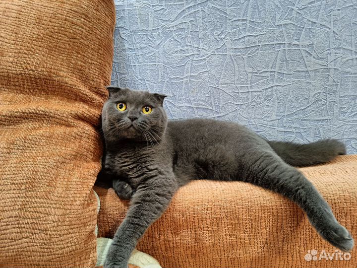 Шотландская