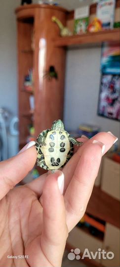 Репетилии черепахи