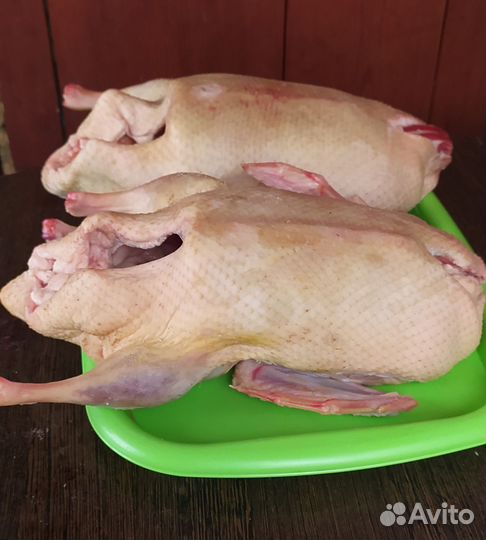 Утка домашняя