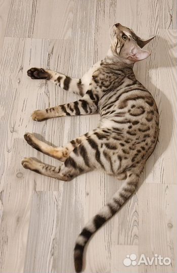 Бенгальский кот/серенгети