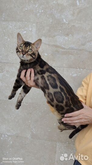 Бенгальская