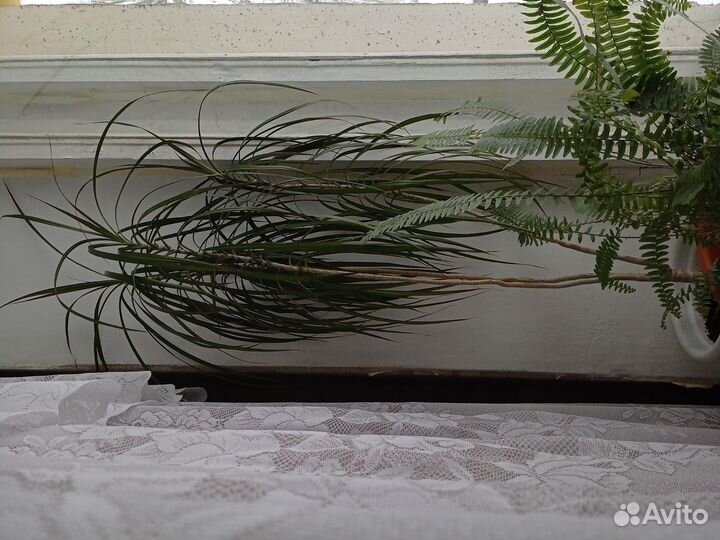 Фикус каучуконосный большой