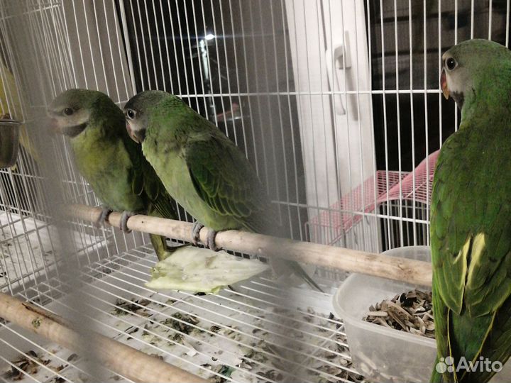 Попугай китайский кольчатый,александр. Выкармыши